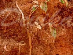 Srdce po vodě pouštím