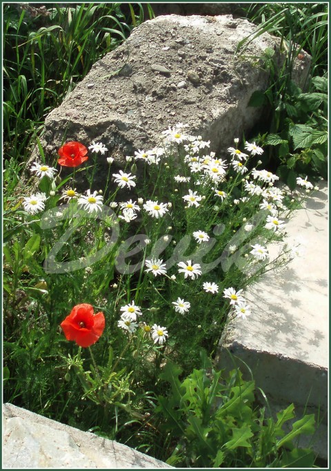 Luční krása louka květy krása 