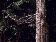 Srdce po vodě pouštím