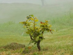 Srdce po vodě pouštím